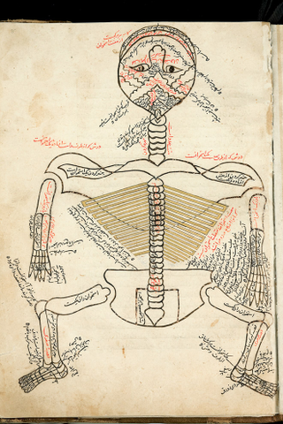 Illustration for article titled Behold, an X-ray of Hitler's head